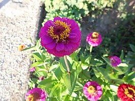 粉紅色的花朵,場(chǎng),花園