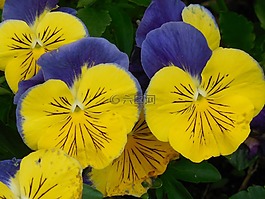 花,三色堇,春