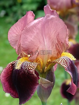 花,植物區(qū)系,自然