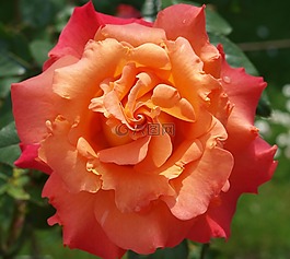 花,玫瑰,花瓣