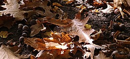 秋季,葉子,性質(zhì)