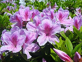 小月,5 月,鮮花