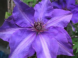 花,自然,花園