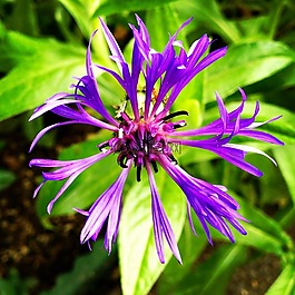 紫色,蜘蛛,花
