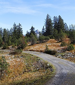 線索,徒步旅行,森林