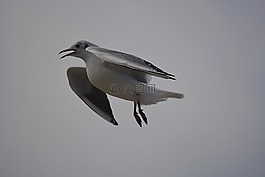 鳥,海鷗,性質(zhì)