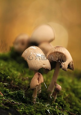 蘑菇,蘑菇組,森林