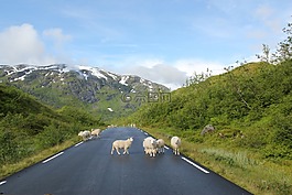 羊,路,山