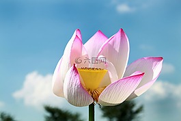 蓮花,花,粉紅色
