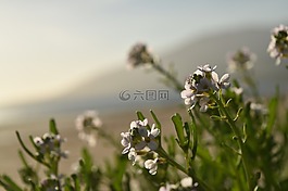 花,早晨,夏天