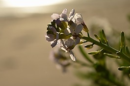 花,早晨,光
