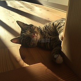 貓,宿醉,動物