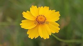 黃色的花,春天的花朵,花卉園
