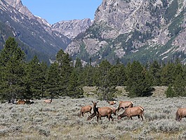埃尔克,放牧,山