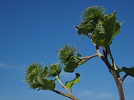 牛蒡,infructescence,掛鉤