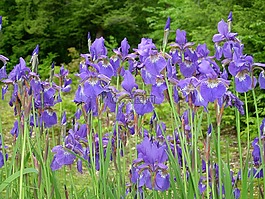 鸢尾花,夏季开花,紫色鸢尾