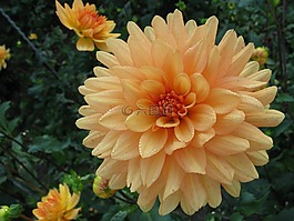 黃色,開花,嬌琴紗