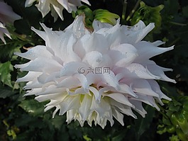白,開花,嬌琴紗