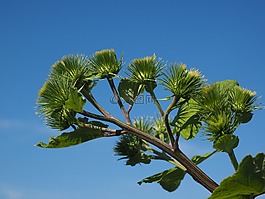 牛蒡,infructescence,掛鉤