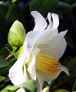 白,開花,茶花