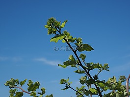 牛蒡,infructescence,掛鉤