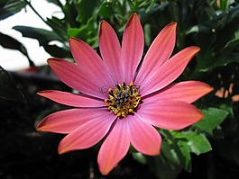 粉紅色,開花,冰廠