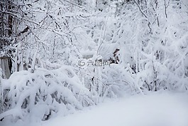 冬天,雪,冷