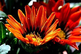 橙,鮮花,中午花