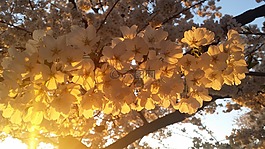 櫻桃,開花,春