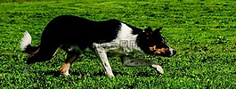 邊境,牧羊犬,狗