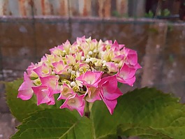 花,花園,粉色