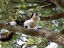 貓,動物,小貓