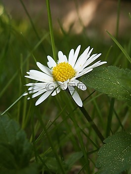 雛菊,花