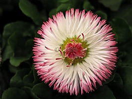 花,盛開,雛菊