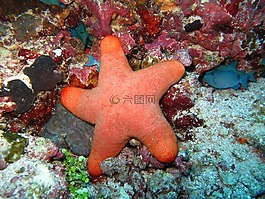 海星,珊瑚,馬爾代夫