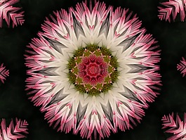 花,kelidoscope,背景