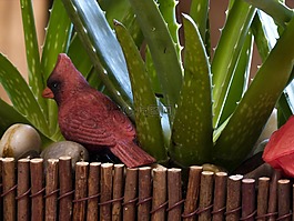 仙人掌,植物,鳥