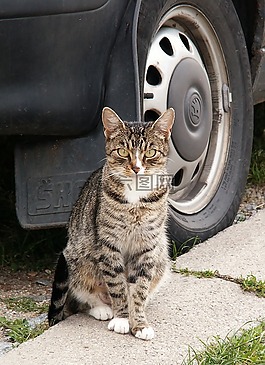 貓,動物,汽車輪轂