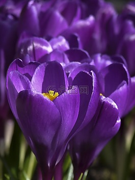 番紅花,iridaceae,常年