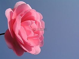 花,盛開,camilia