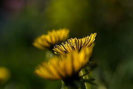 花,黃色,蒲公英