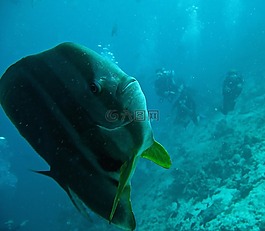 platax魚,蝙蝠魚,浸入式