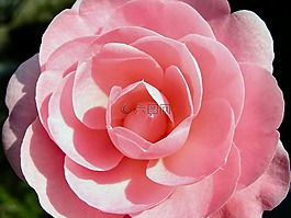 花,盛開,camilia