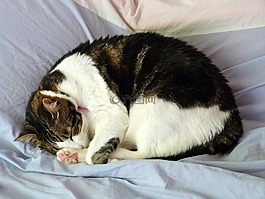 貓,睡眠,國家行動方案