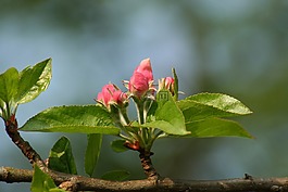 花,盛開,開花