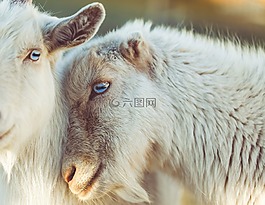 羊,動物,羊肉