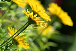 花,盛開,黃色