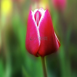 郁金香,花,廠