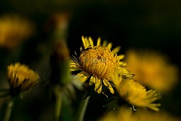 花,黃色,蒲公英