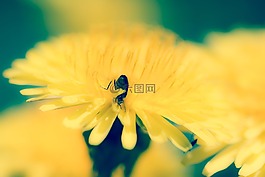 花卉,布卢姆,山区花